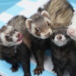 Exercise and Your Pets – Why it’s Important and Some Suggestions
