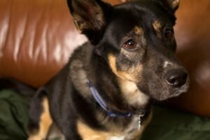 Read more about the article Understanding Your Pet’s Mind: A Guide to Pet Psychology