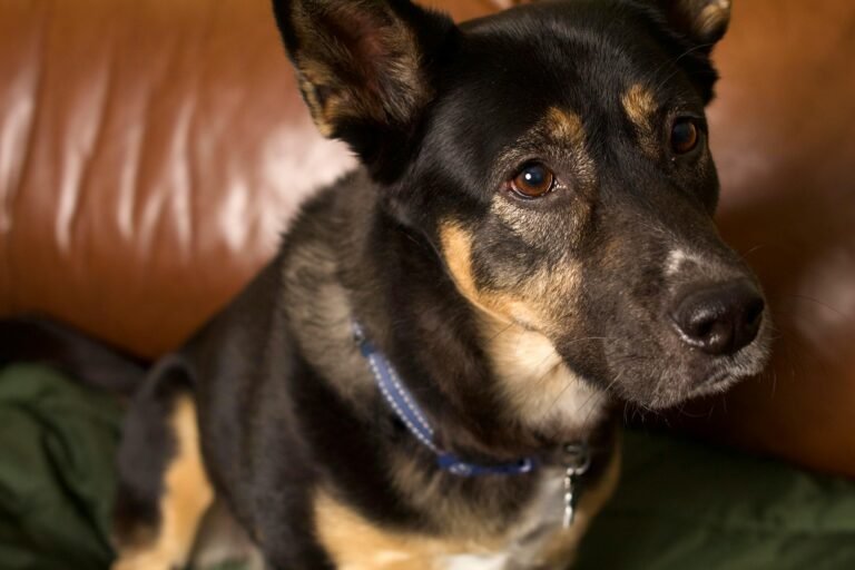 Understanding Your Pet’s Mind: A Guide to Pet Psychology