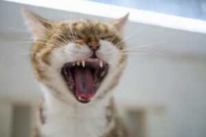 Read more about the article What to Do If Your Pet Is Showing Signs of Aggression