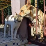 10 Ways to Support Your Pet’s Mental Well-Being