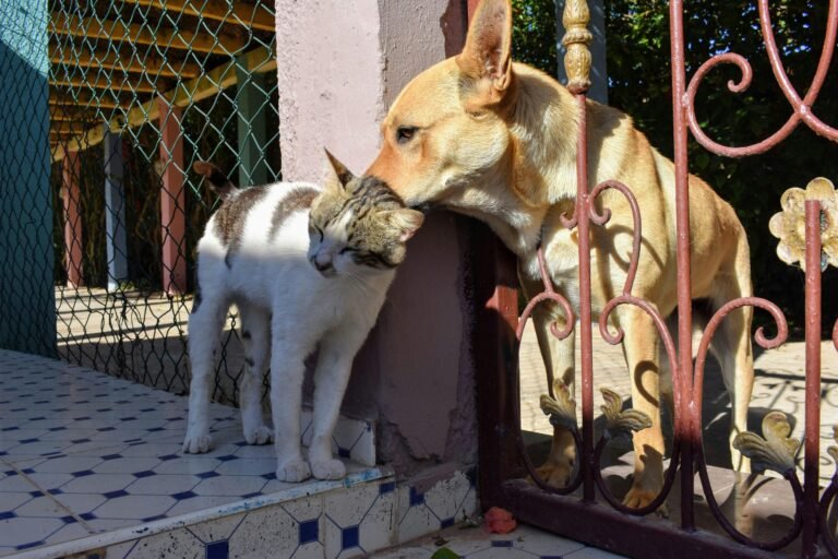 10 Ways to Support Your Pet’s Mental Well-Being