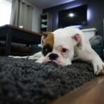 Is Your Pet Depressed? How to Recognize the Signs and Help Them Feel Better