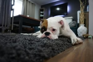 Read more about the article Is Your Pet Depressed? How to Recognize the Signs and Help Them Feel Better