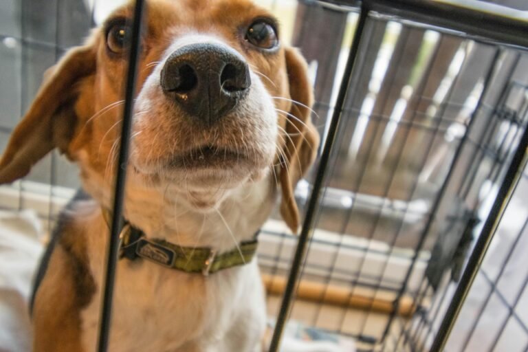How to Choose the Right Kennel or Pet Hotel: Keep Your Pet Happy While You’re Away