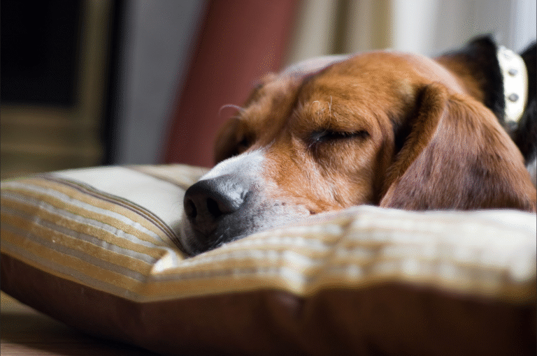 Understanding Deafness in Older Pets: How It Affects Their Mental Well-being and How You Can Help