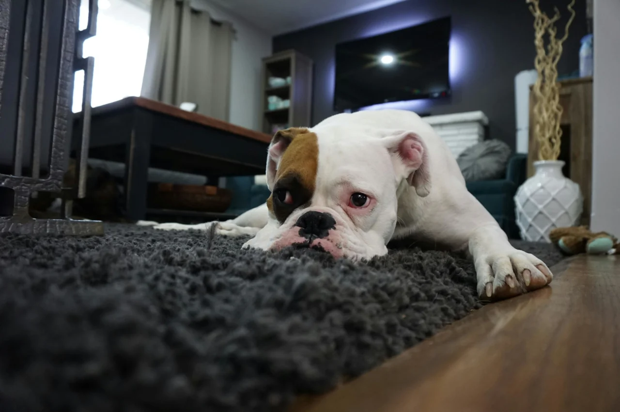 You are currently viewing Grieving the Loss of a Pet: Understanding Your Other Pets