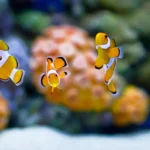 Understanding Stress in Aquarium Fish