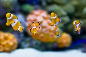 Read more about the article Understanding Stress in Aquarium Fish