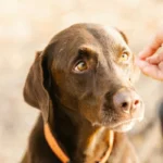 How Seasonal Changes Can Affect Your Pet’s Mood